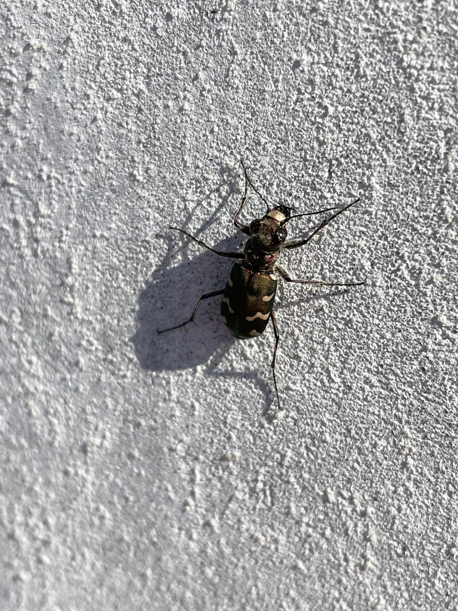 Краснокамск жезөкшелері Краснокамск жезөкшелері